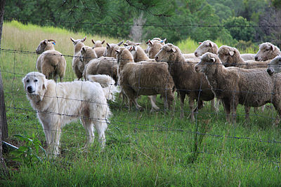 Livestock guardian dog