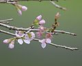 Prunus cerasoides - Flickr - Lip Kee.jpg