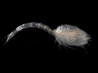 <i>Pseudocuma longicorne</i> Species of crustacean