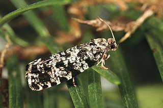 <i>Pseudohermenias abietana</i> species of insect