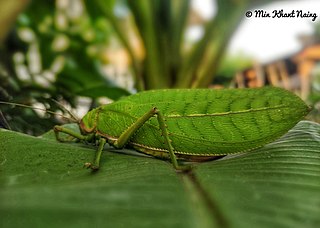 <i>Pseudophyllus titan</i> Species of cricket-like animal
