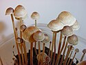 Грибы Psilocybe tampanensis