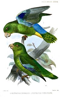 Turquoise-winged parrotlet Species of bird