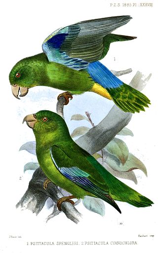 <span class="mw-page-title-main">Turquoise-winged parrotlet</span> Species of bird