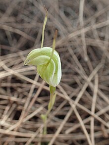 Pterostylis microphylla.jpg 