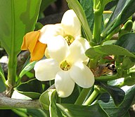 State Flower of Niue