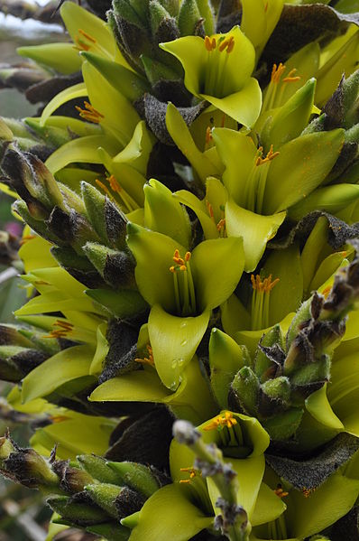 File:Puya chilensis 03.jpg