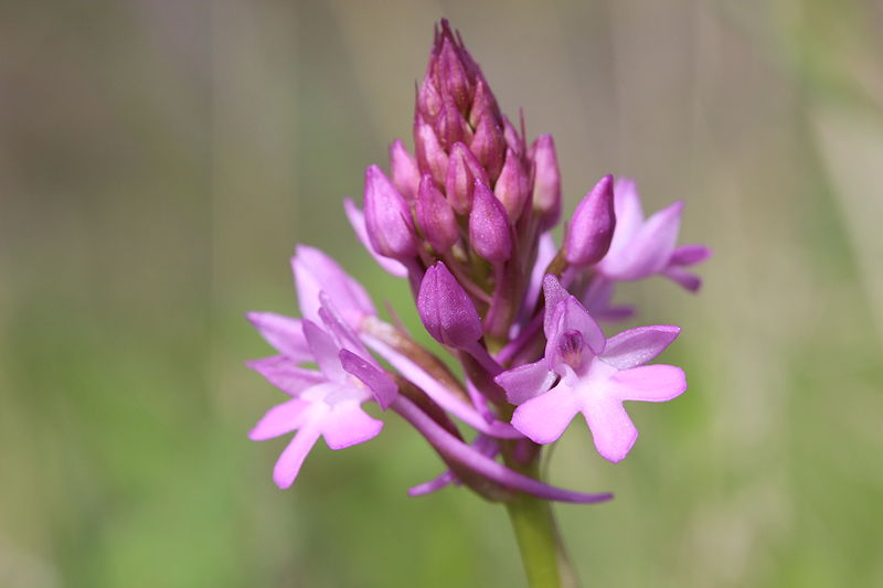 File:Pyramidal Orchid - Anacamptis pyramidalis (14158696245).jpg