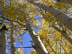 Aspen: Species with the name aspen, Some types of aspens, Other websites