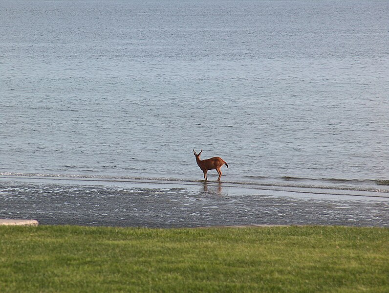 File:Qualicum Beach 055.JPG