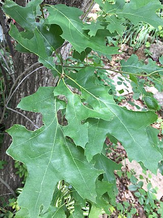<i>Quercus buckleyi</i> Species of oak tree
