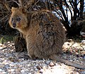 Miniatyrbild för Quokka