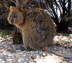 Quokka: Kännetecken, Utbredning och habitat, Levnadssätt