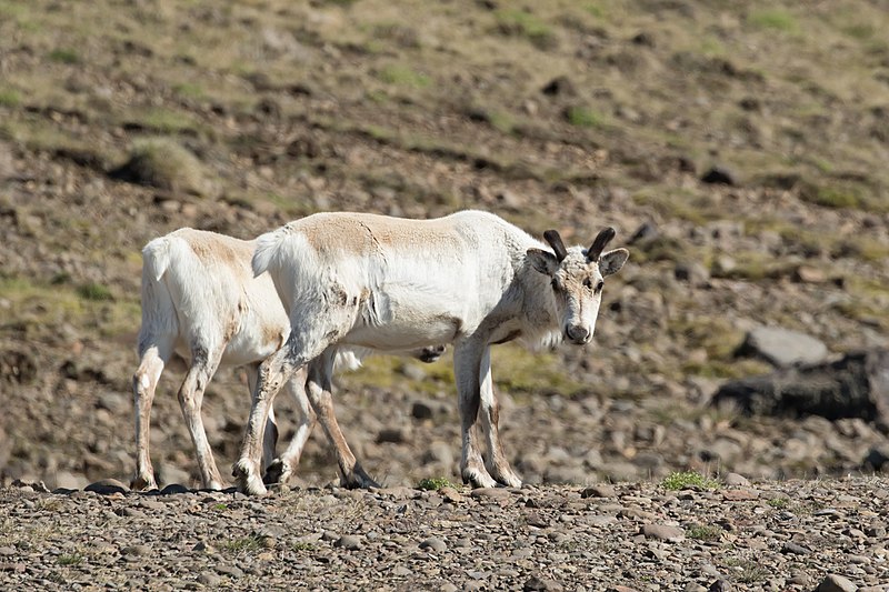 File:Rangifer tarandus 207455738.jpg