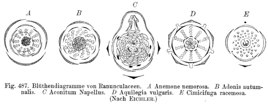 Boglárkafélék virágdiagramjai