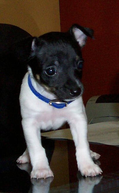 Obligatory ridiculously cute pic of a rat terrier puppy