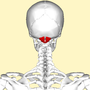 Thumbnail for Rectus capitis posterior minor muscle