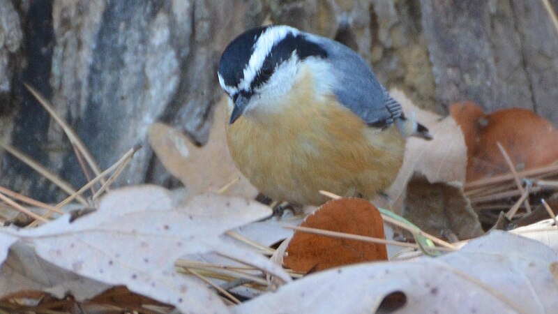 File:Red-breasted Nuthatch Thousand Hills SP (8183938289).jpg