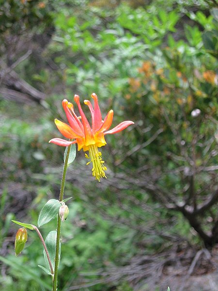 File:Red Columbine Castle Lake.JPG