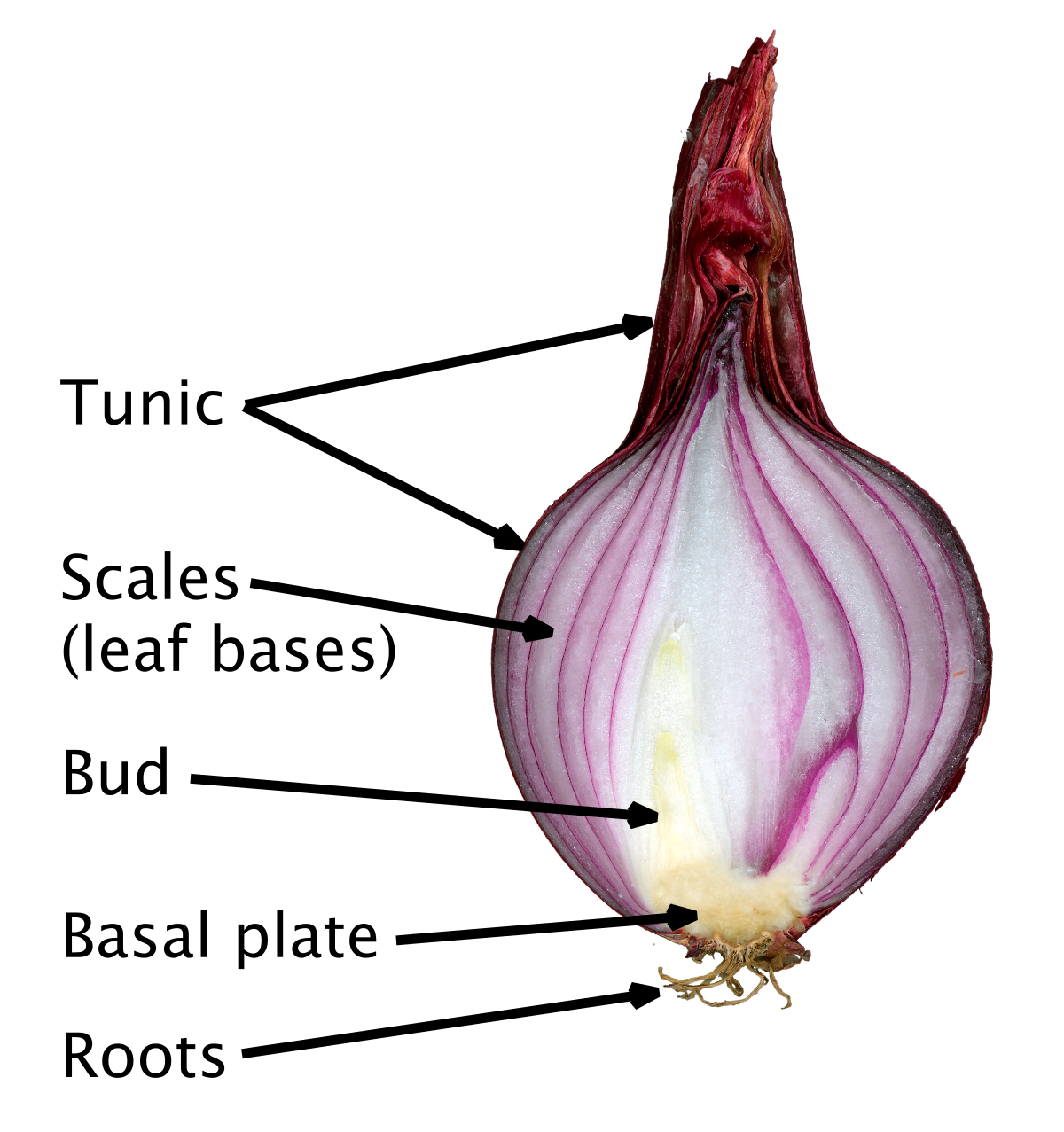 onion plant diagram