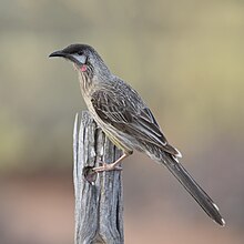 wattlebird rouge.jpg