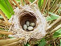 Reed Warbler Nest 30-05-10 (4653745593).jpg