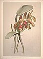 Cattleya schofieldiana (as syn. Cattleya granulosa var. schofieldiana) plate 36 in: Frederick Sander: Reichenbachia I second series (1892)