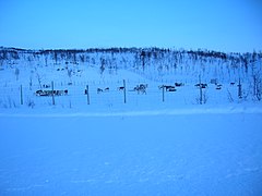 Reindeers on eastern shores of Raudvatnet C.JPG