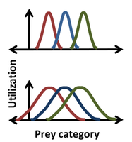 Resource allocation between three competing species