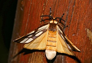 <i>Anaphe reticulata</i> Species of moth