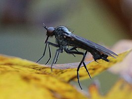 Rhamphomyia spinipes