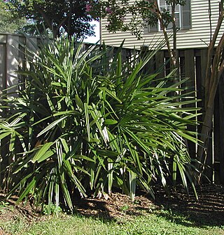 <i>Rhapidophyllum</i> Genus of palms