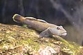 トウヨシノボリ Rhinogobius kurodai