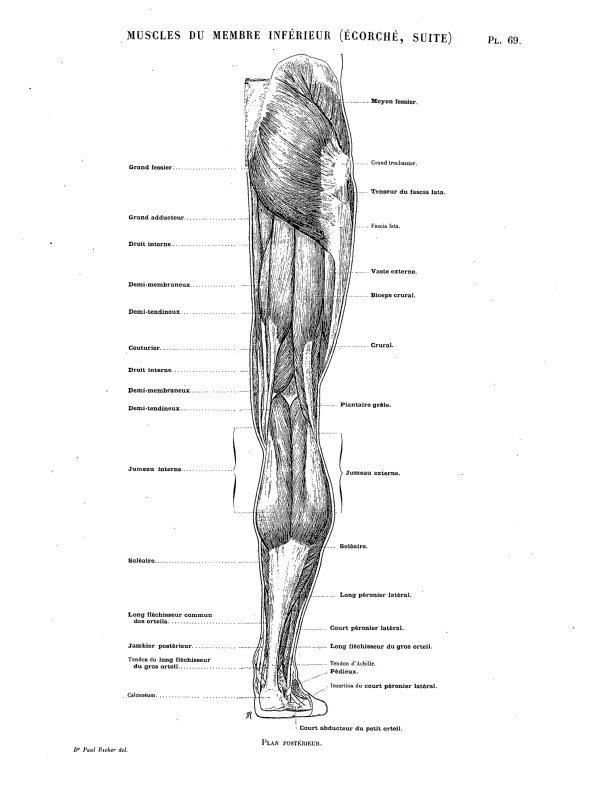 MUSCLES DU MEMBRE INFÉRIEUR (ÉCORCHÉ, SUITE) Pl. 69.