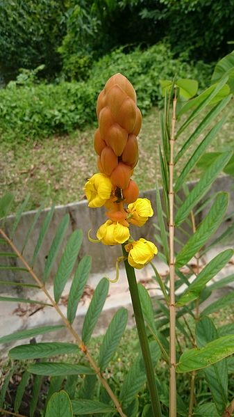 File:Ringworm Cassia (Senna alata) 4.jpg