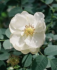 Rosa × alba 'Alba Semiplena', < 1629