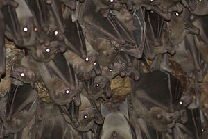 Egyptian Fruit Bat