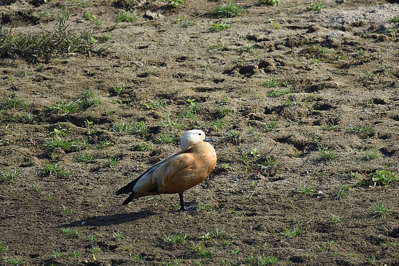 File:Ruddy shelduck चखेवा 1.jpg