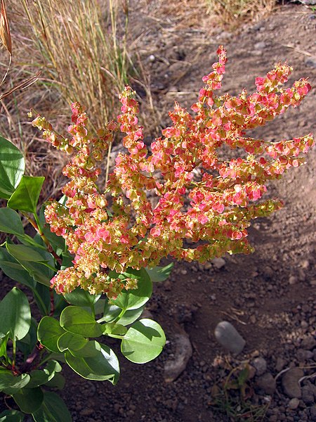 File:Rumex lunaria La Palma.jpg