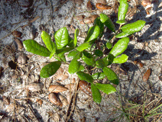 <i>Quercus pumila</i> Species of oak tree