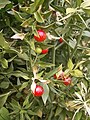 Ruscus aculeatus fruit