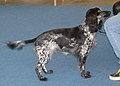 Russian Spaniel, black & white