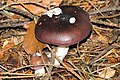 Russula vinosa