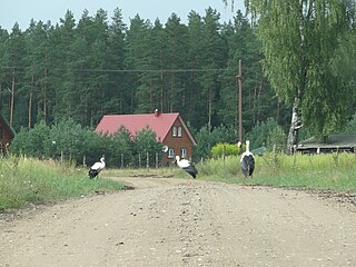 <span class="mw-page-title-main">Rygol, Augustów County</span> Village in Podlaskie Voivodeship, Poland