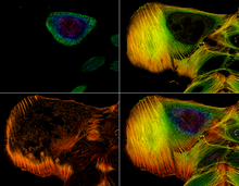 Example of a stack of confocal microscope images showing the distribution of actin filaments throughout a cell. STD Depth Coded Stack Slices through Cells.png