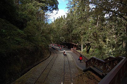 Sacred Tree Station03.jpg