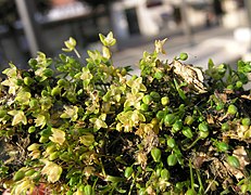 Sagina maritima plant (03).jpg