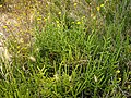 Salicornia europaea (Espagne)