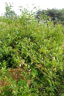 Salix myrsinifolia kz07.jpg