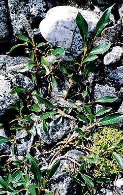 Salix planifolia 2001-07-15. jpg